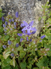 Campanula fenestrellata