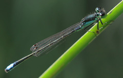 Ischnura denticollis