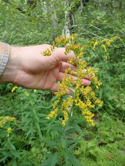 Solidago latissimifolia