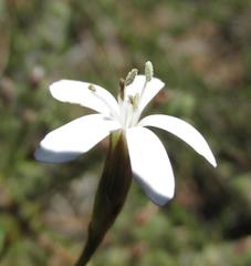 Dianthus albens