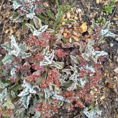 Centella capensis capensis