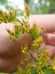 Solidago latissimifolia