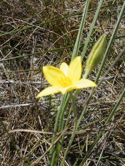 Hypoxis filiformis