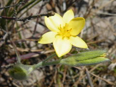 Hypoxis filiformis