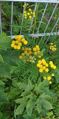 Tanacetum vulgare
