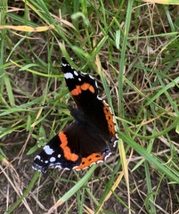 Vanessa atalanta