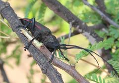 Ceroplesis ferrugator