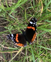 Vanessa atalanta