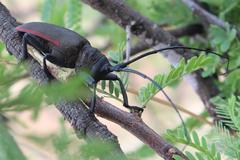 Ceroplesis ferrugator