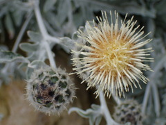 Centaurea clementei