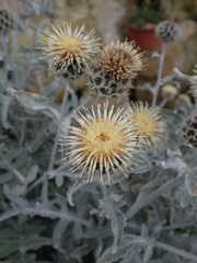 Centaurea clementei