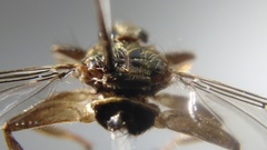 Pseudolynchia canariensis