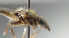 Pseudolynchia canariensis