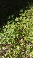 Bowlesia incana