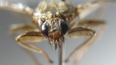 Pseudolynchia canariensis