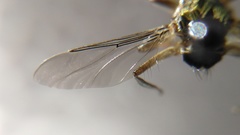 Pseudolynchia canariensis