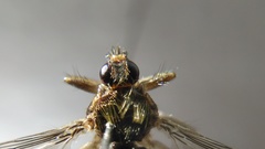 Pseudolynchia canariensis