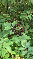Sambucus nigra