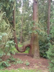 Chamaecyparis lawsoniana