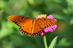 Dione vanillae