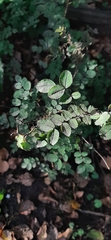 Angiospermae