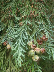 Chamaecyparis lawsoniana