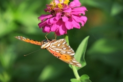 Dione vanillae