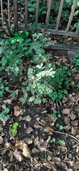 Angiospermae
