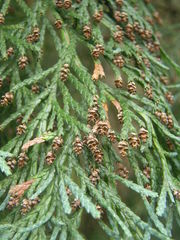 Chamaecyparis lawsoniana