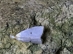 Argyria gonogramma