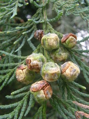 Chamaecyparis lawsoniana
