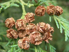 Chamaecyparis lawsoniana