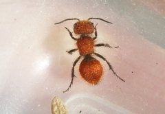 Sphaeropthalminae
