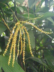 Chamaedorea fragrans
