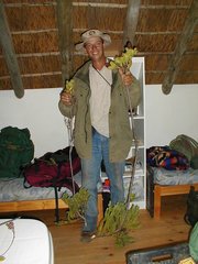 Leucadendron immoderatum