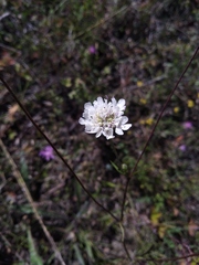 Lomelosia argentea
