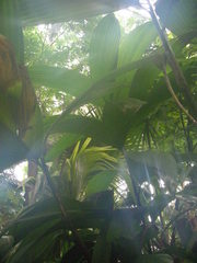 Chamaedorea fragrans