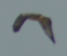 Buteo buteo