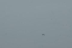 Buteo buteo