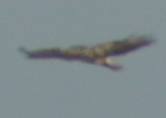 Buteo buteo