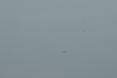 Buteo buteo