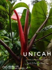 Philodendron erubescens