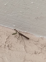 Stagmomantis carolina