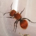 Pseudomethoca anthracina - Photo (c) James Bailey,  זכויות יוצרים חלקיות (CC BY-NC), הועלה על ידי James Bailey