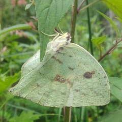 Phoebis neocypris virgo