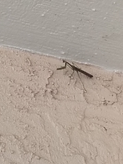 Stagmomantis carolina