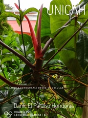 Philodendron erubescens