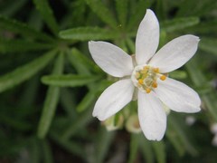 Choisya ×dewitteana