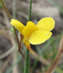 Utricularia prehensilis