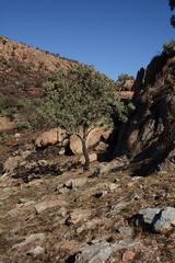 Protea caffra caffra